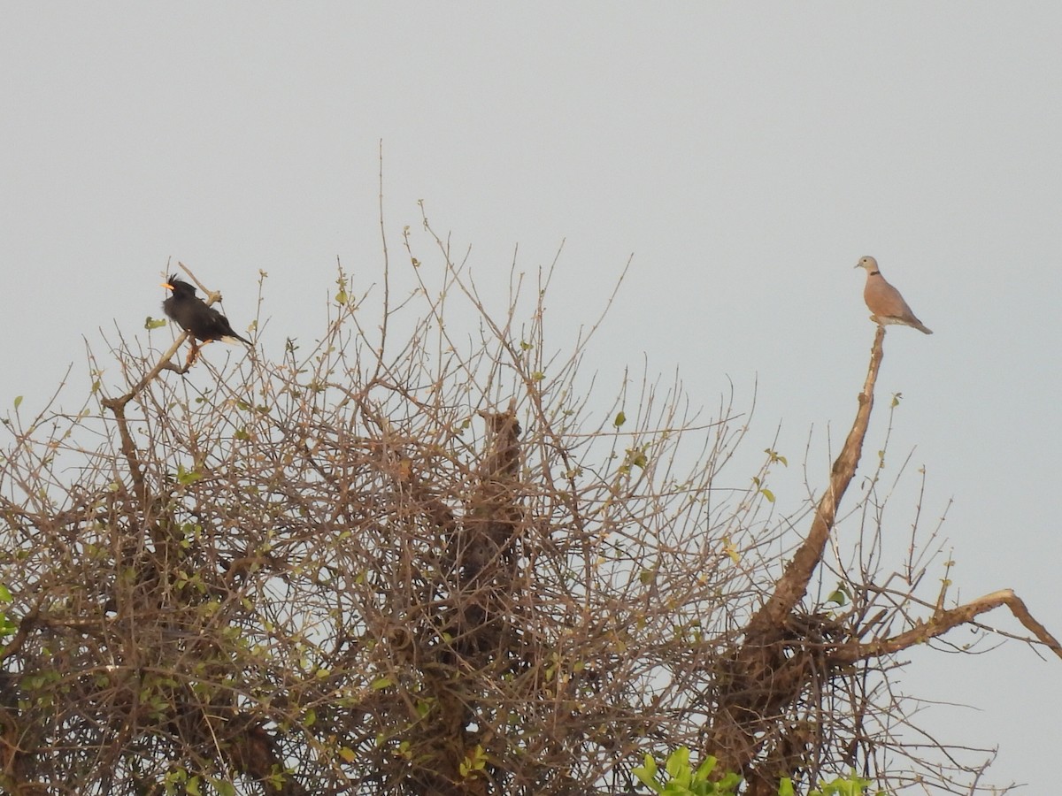 Tourterelle à tête grise - ML645879968