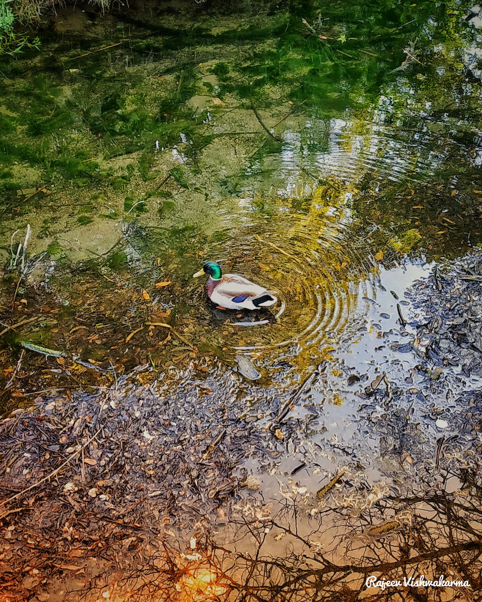 Canard colvert - ML645879969