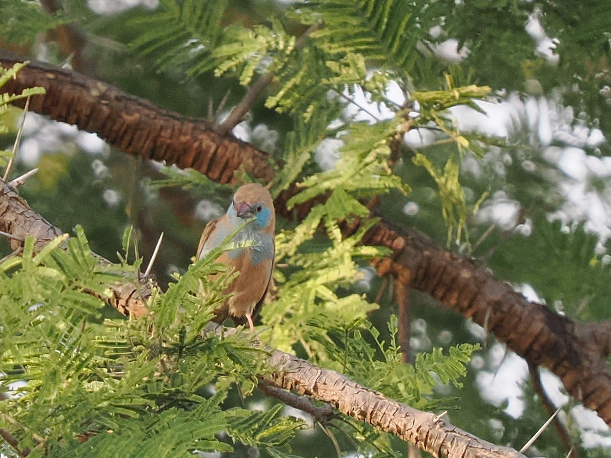 Cordonbleu à joues rouges - ML645879970