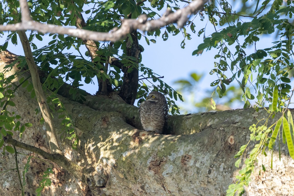 Spotted Owlet - Kalpesh Krishna