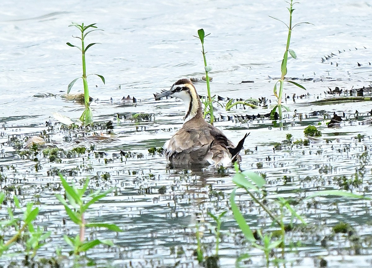 Jacana à longue queue - ML645879985