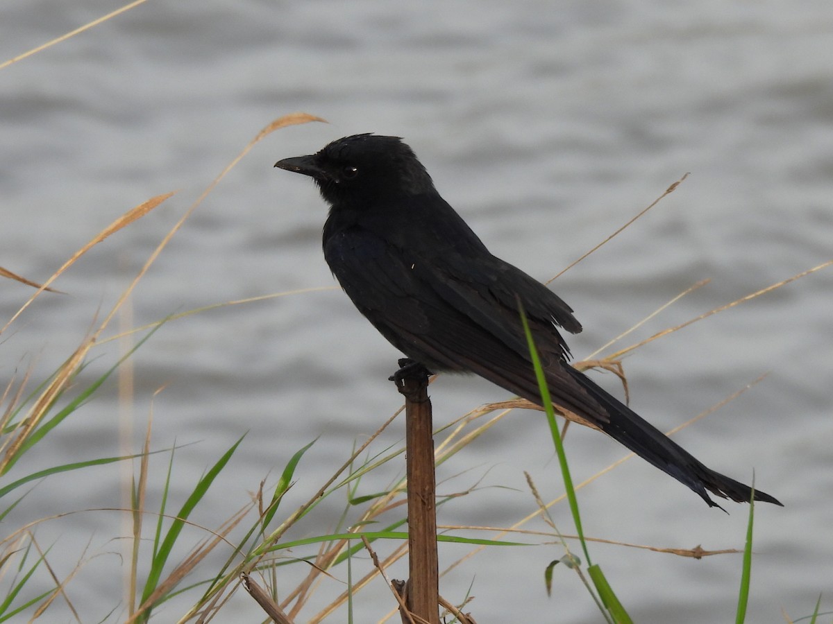 Black Drongo - ML645879986
