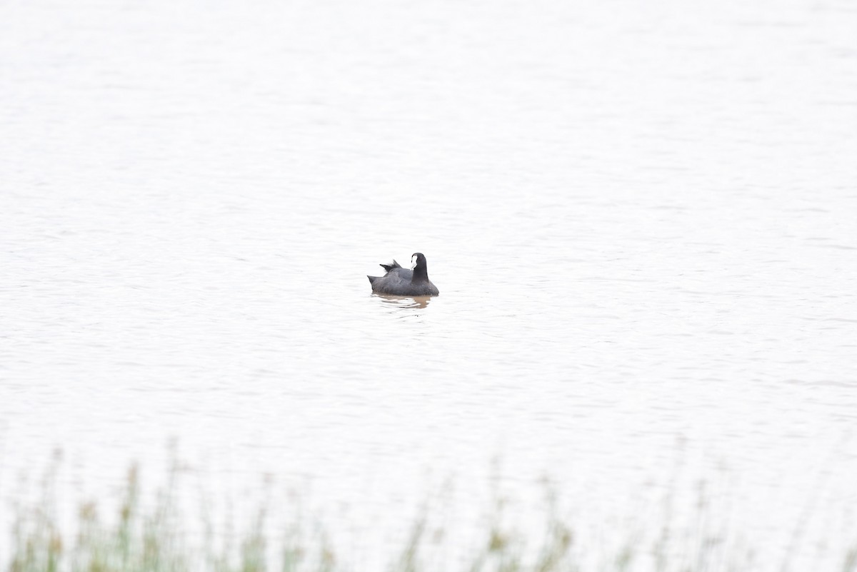 Red-knobbed Coot - ML645879994
