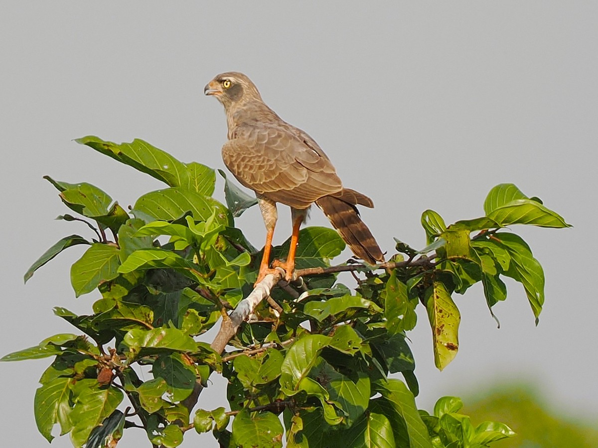 Grasshopper Buzzard - ML645879998