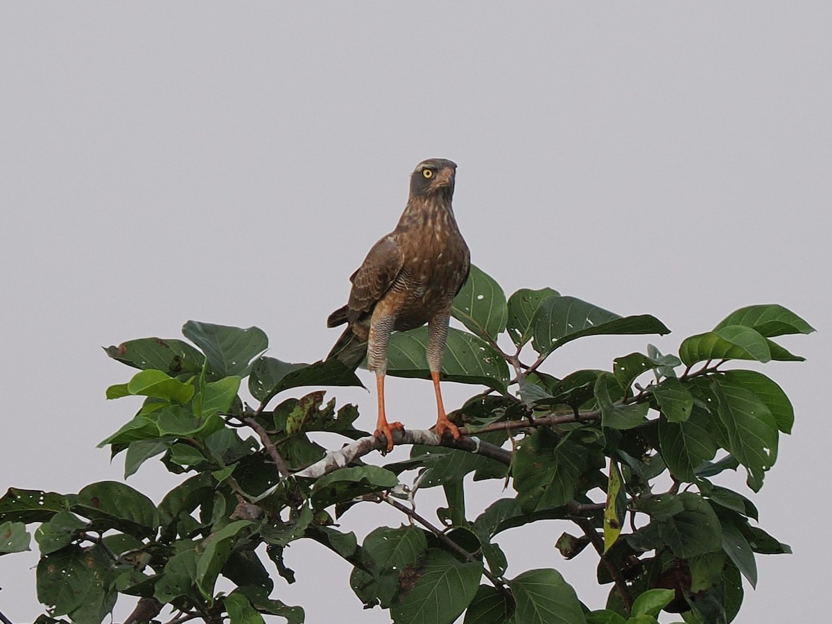 Grasshopper Buzzard - ML645879999