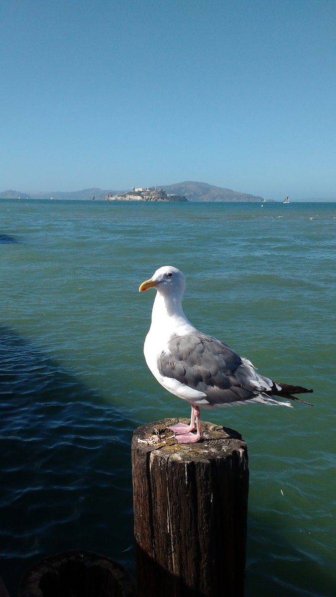 Western Gull - ML645880005