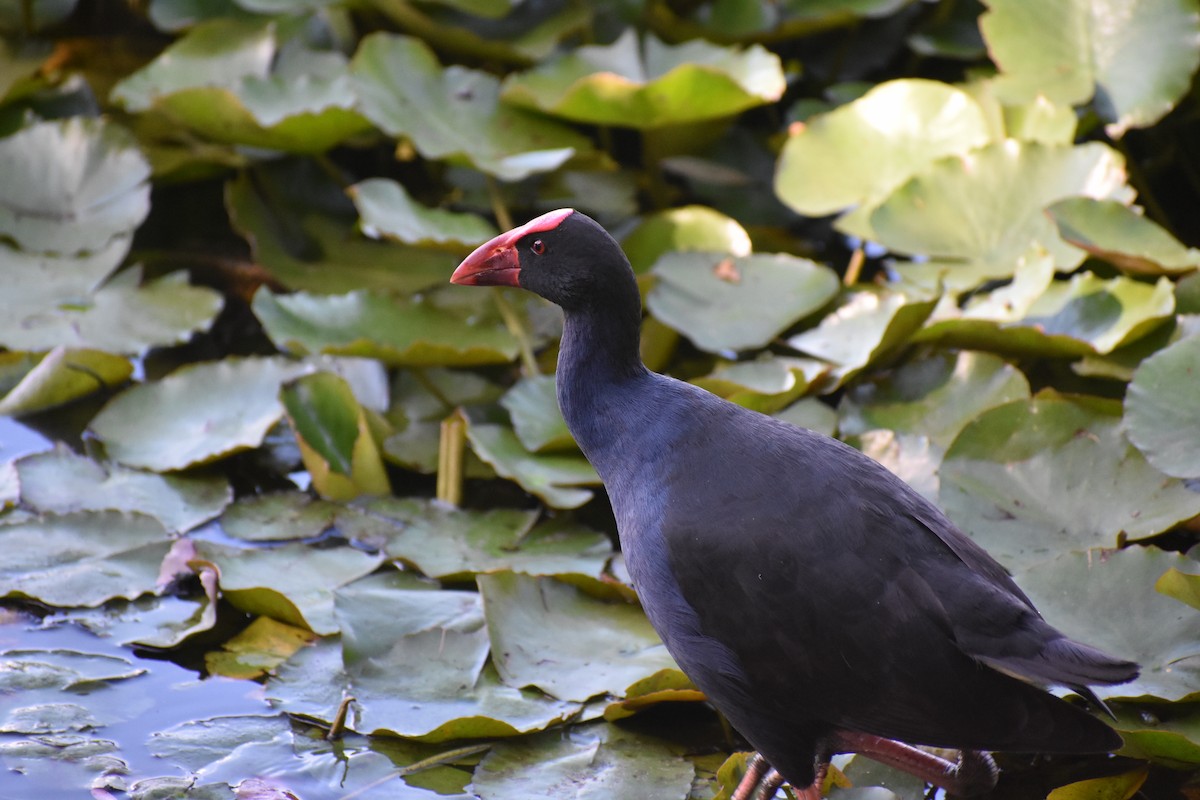 Australasian Swamphen - ML645880008