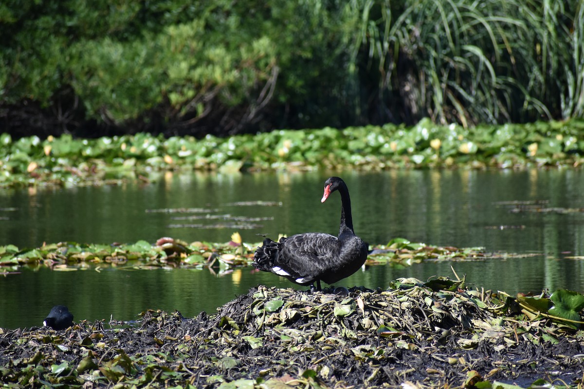 Black Swan - ML645880024