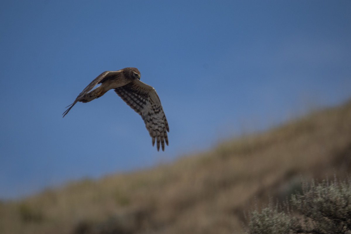 moták severoamerický - ML645880025