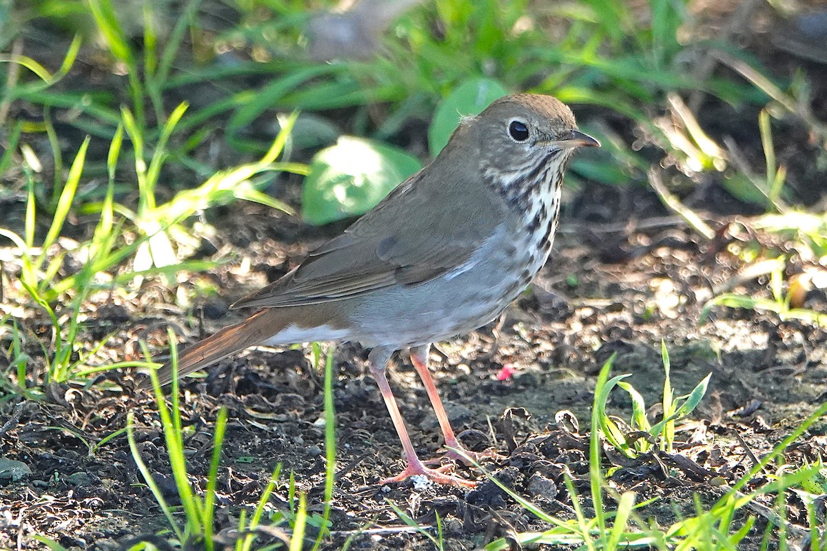 Hermit Thrush - ML645880026