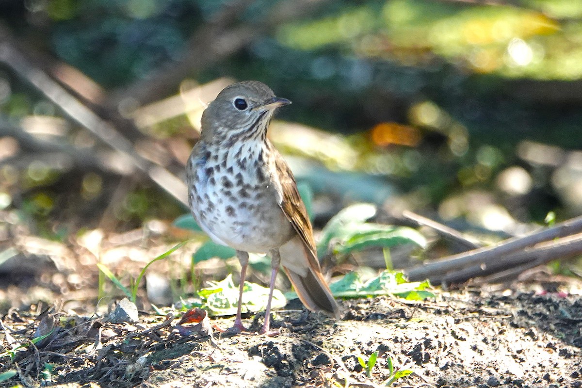 Hermit Thrush - ML645880027