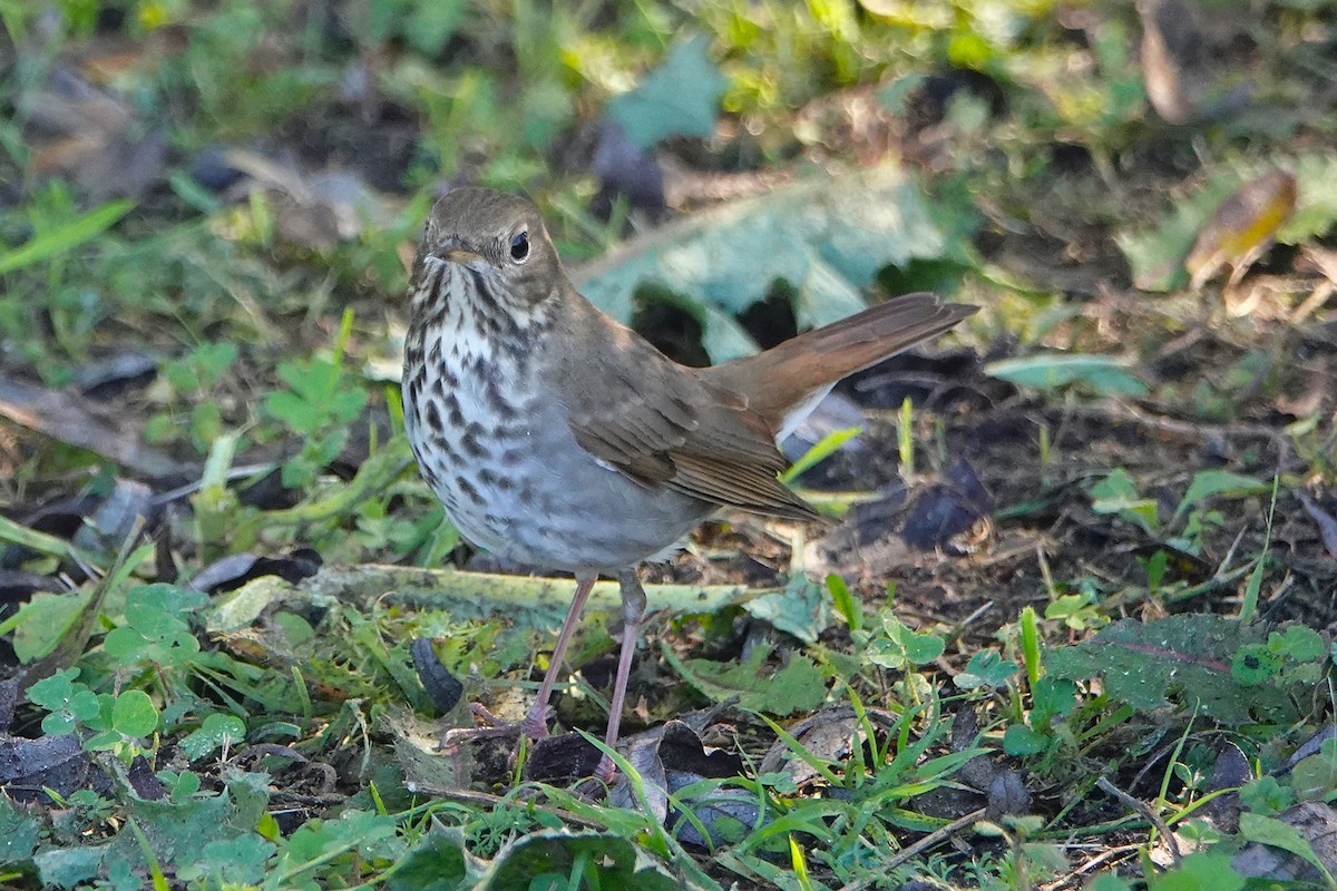 Hermit Thrush - ML645880028