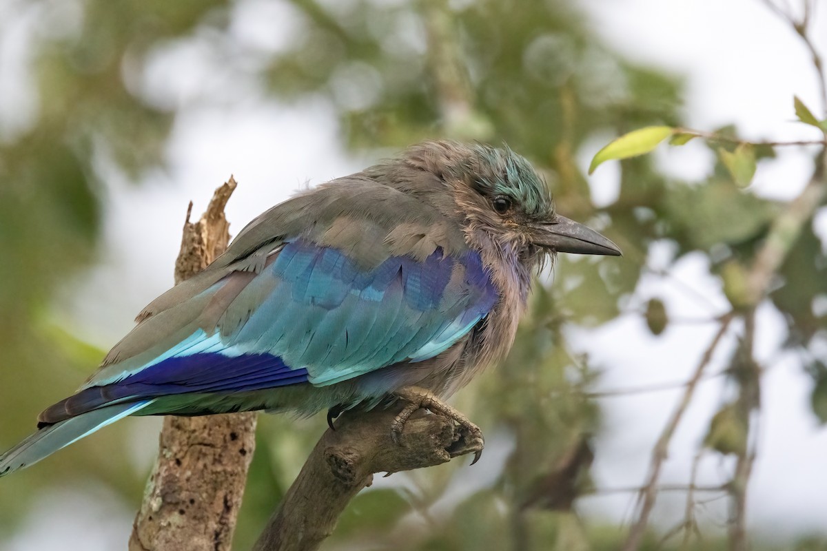 Indochinese Roller - ML645880036