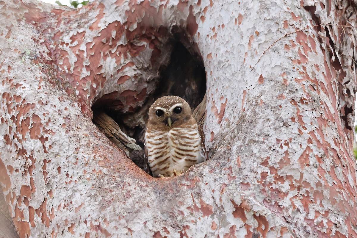 White-browed Owl - ML645880039