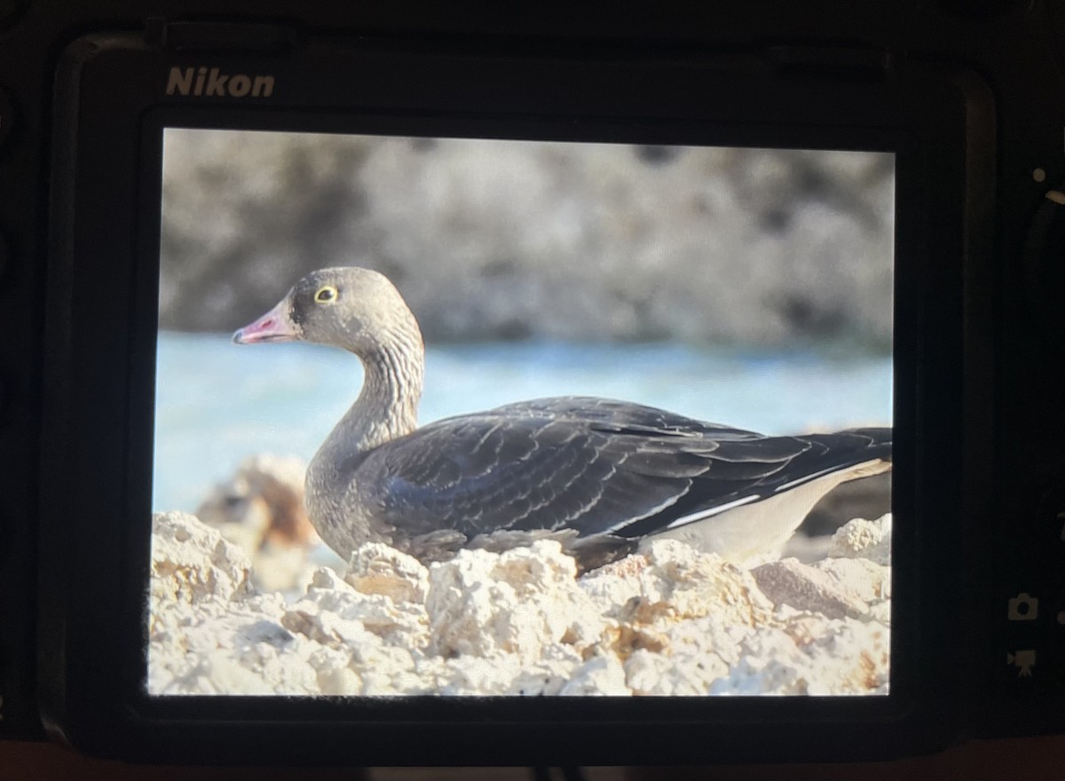 Küçük Sakarca - ML645880060