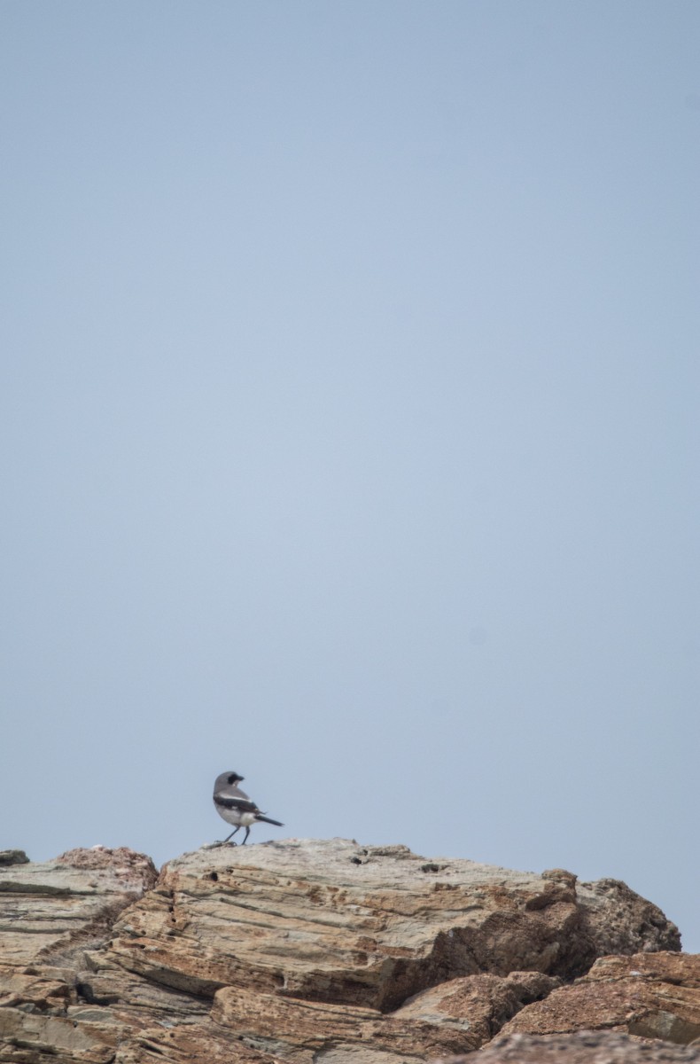 Loggerhead Shrike - ML645880061