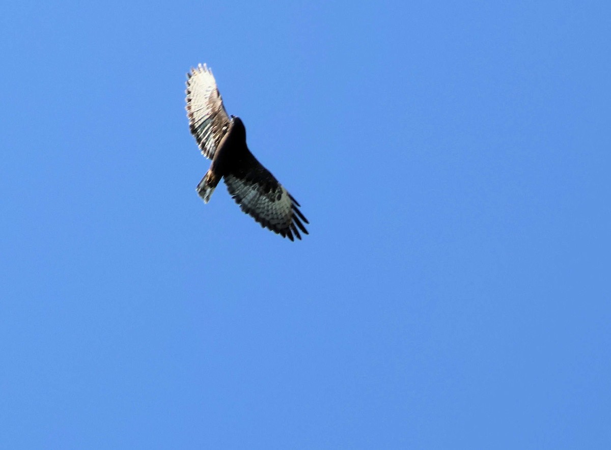 Short-tailed Hawk - ML645880072