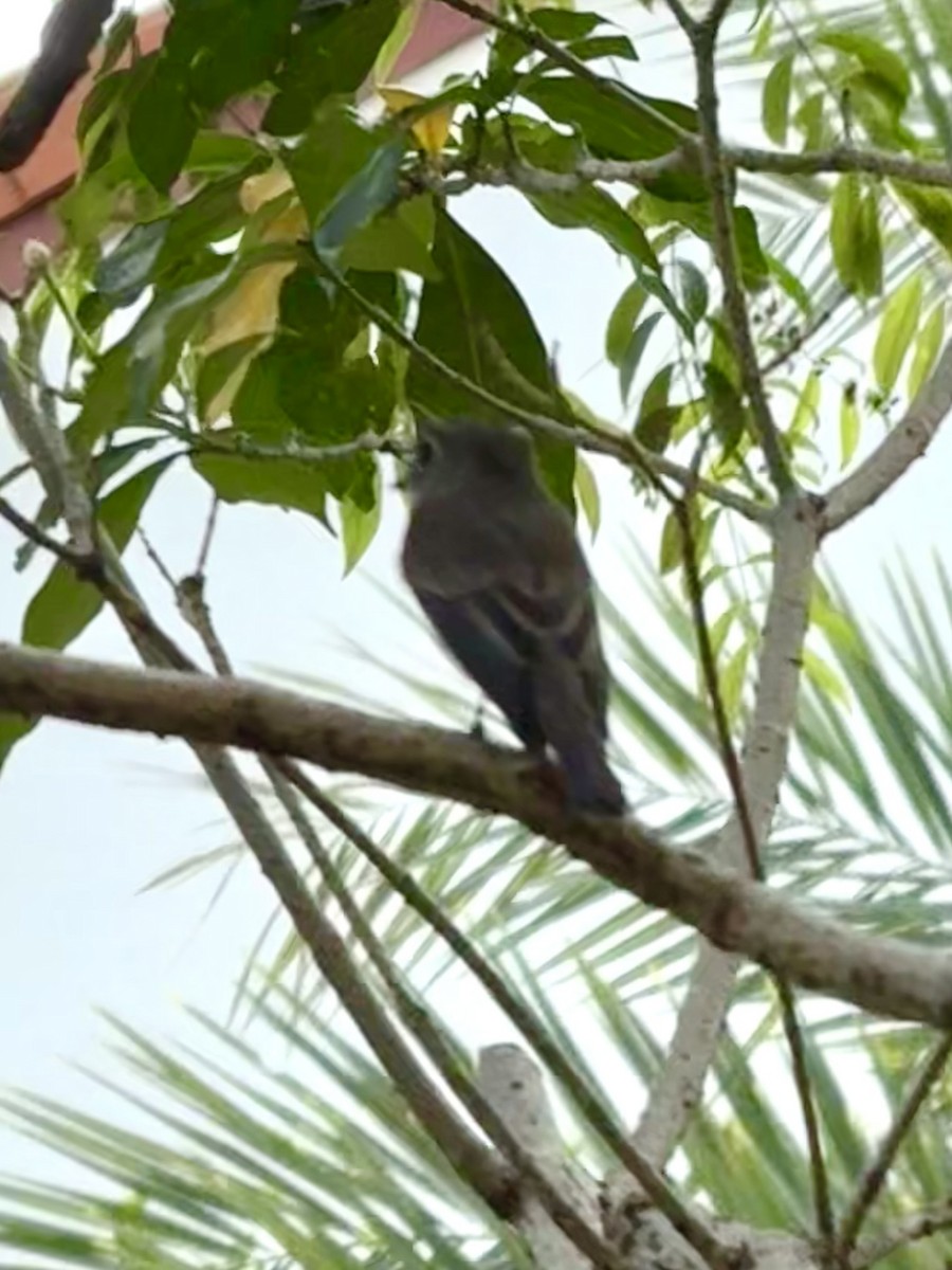 Asian Brown Flycatcher - ML645880073