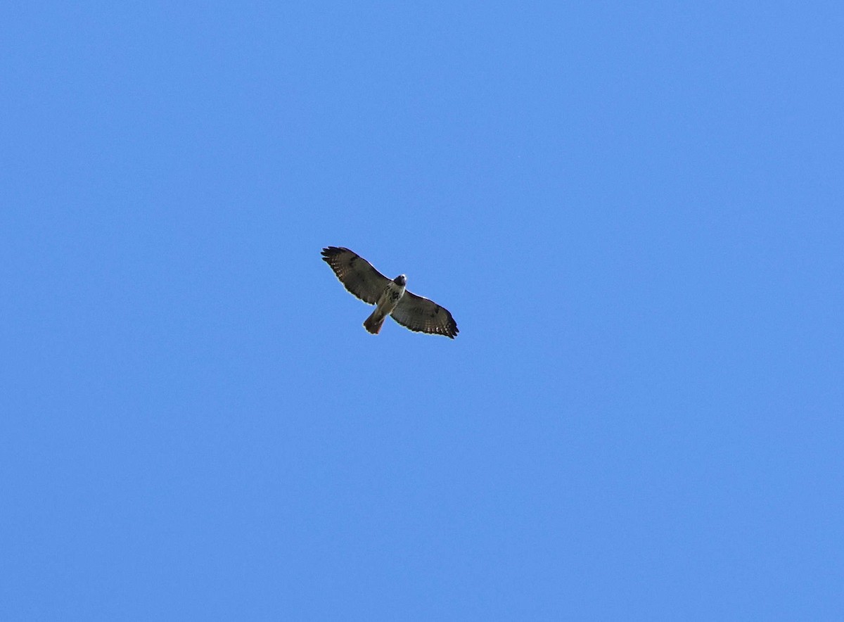 Red-tailed Hawk - ML645880074