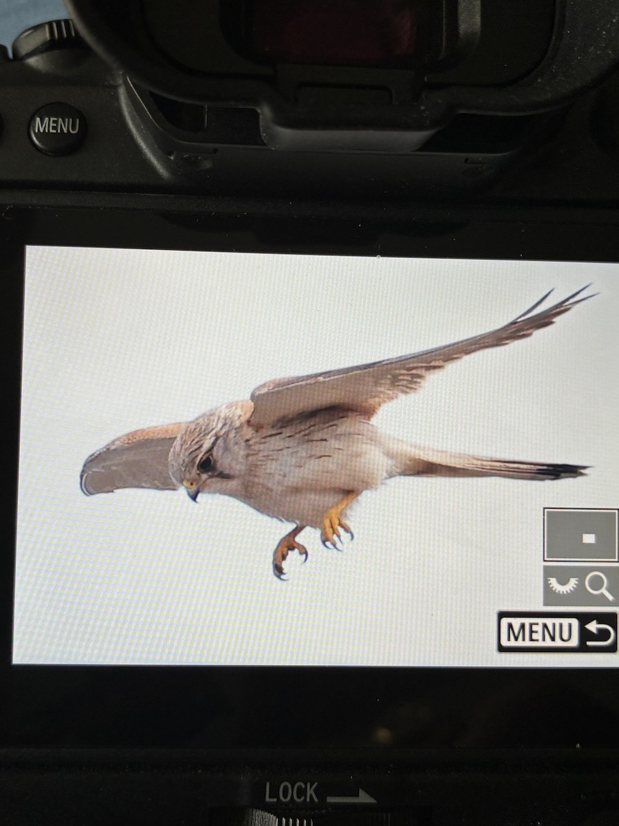 Nankeen Kestrel - ML645880075