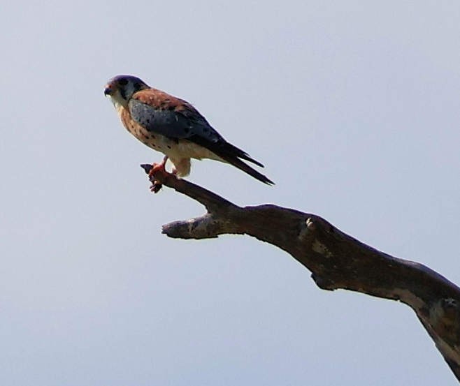 American Kestrel - ML645880076