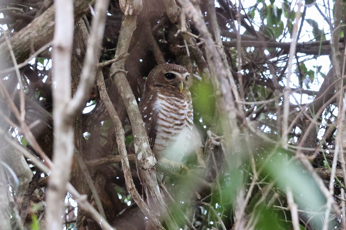 White-browed Owl - ML645880077