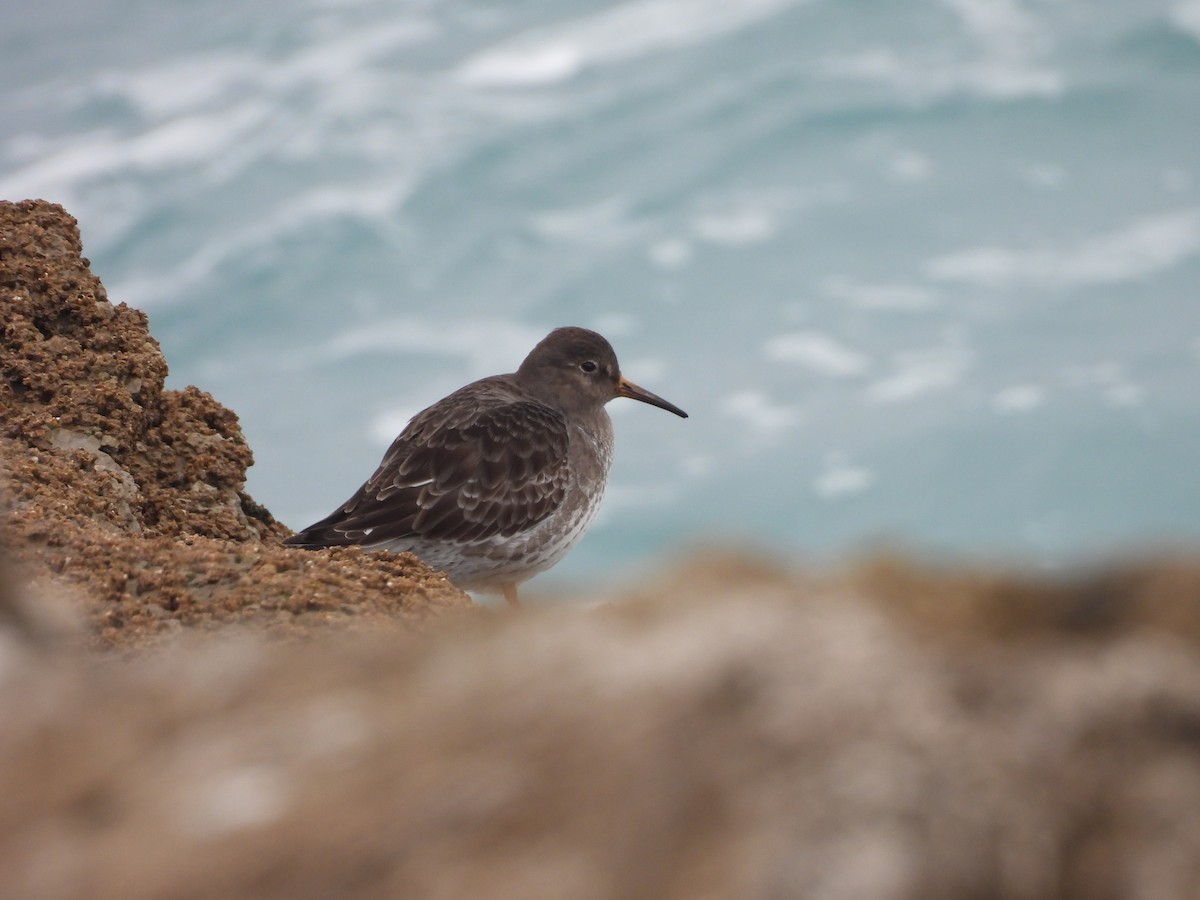 Purple Sandpiper - ML645880078