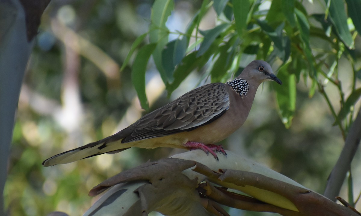 Spotted Dove - ML645880079