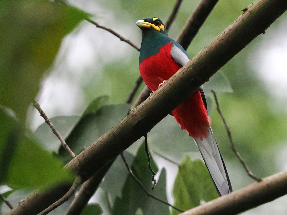 Narina Trogon - ML645880080