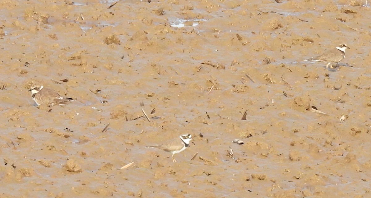 Little Ringed Plover - ML645880081