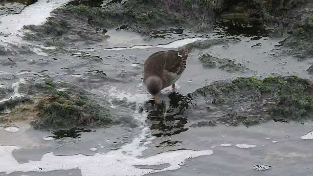 Purple Sandpiper - ML645880082