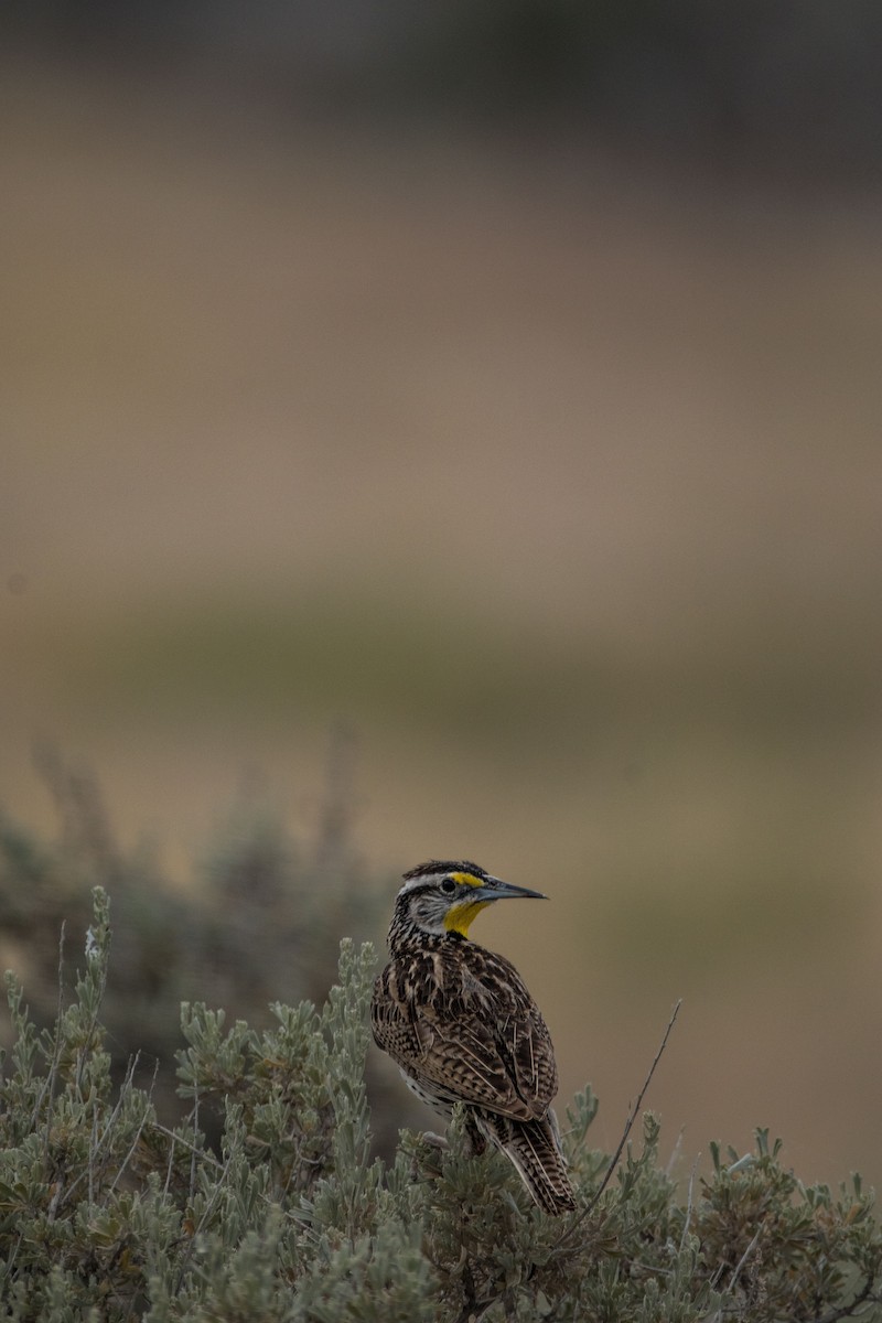 Western Meadowlark - ML645880084
