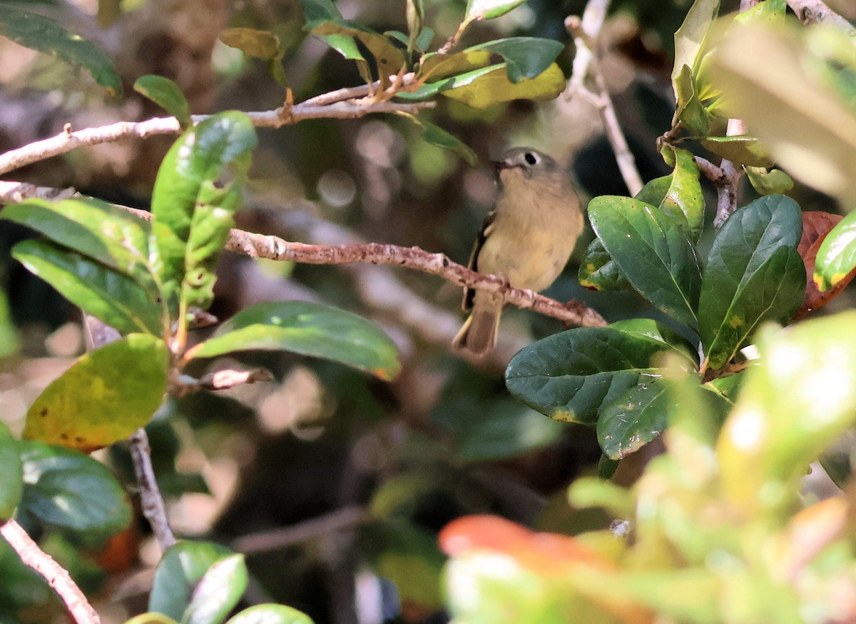 Ruby-crowned Kinglet - ML645880085