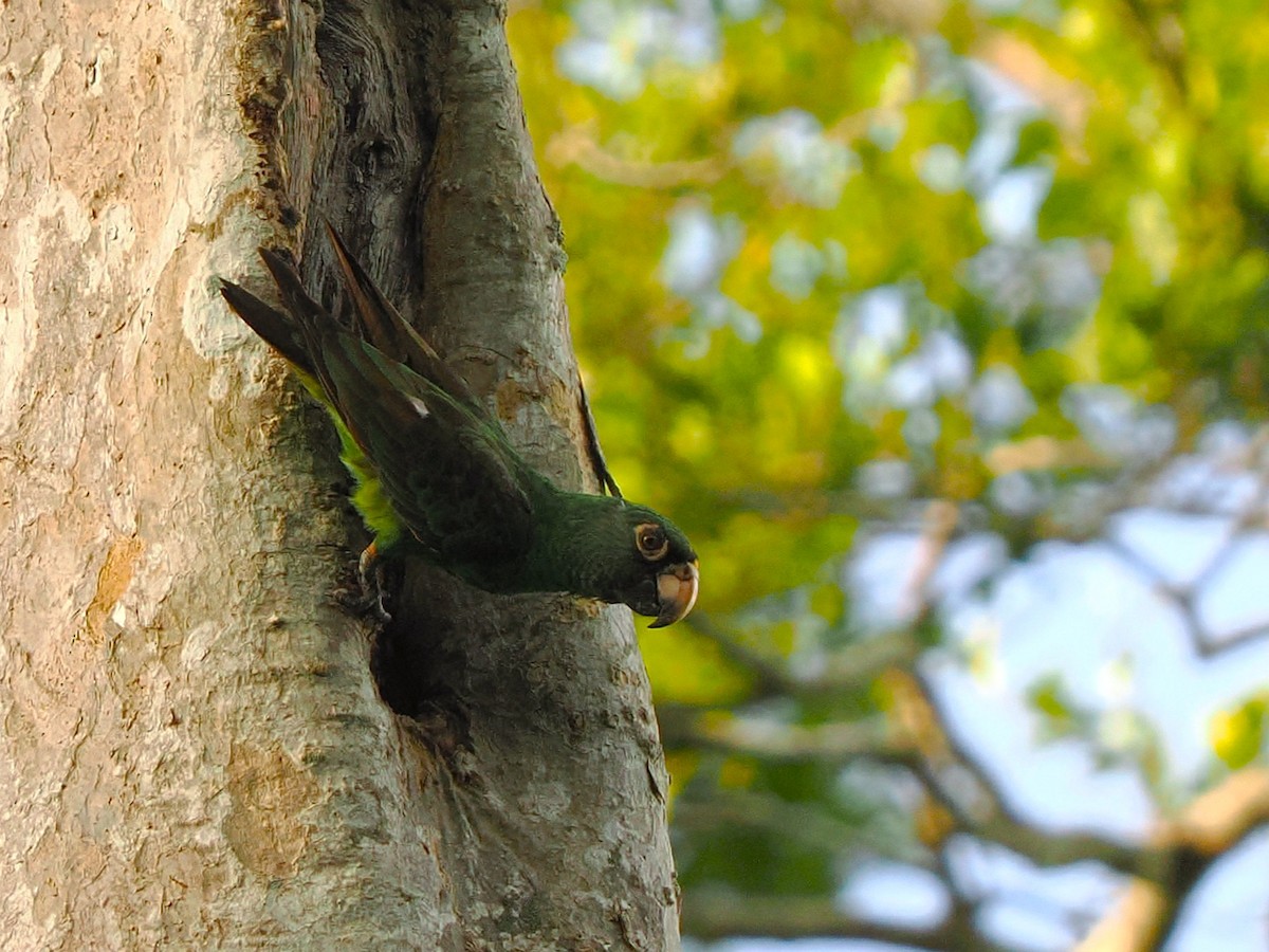 Red-fronted Parrot - ML645880086