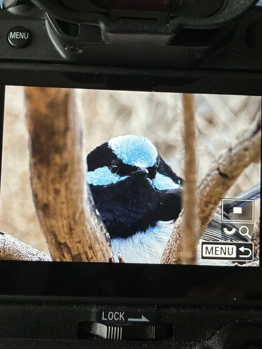 Superb Fairywren - ML645880095