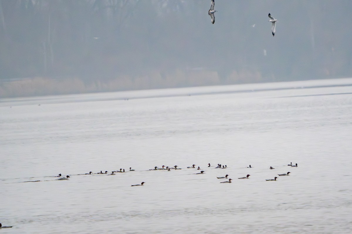 Red-breasted Merganser - ML645880096