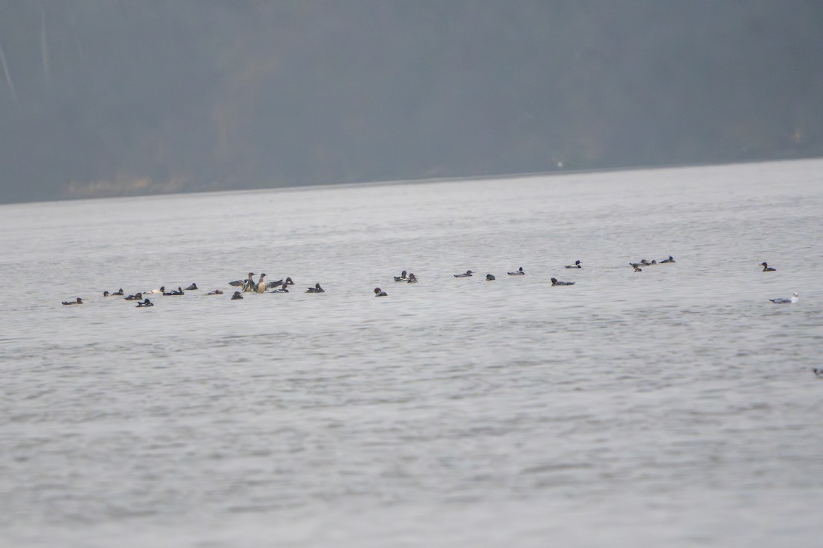 Red-breasted Merganser - ML645880097