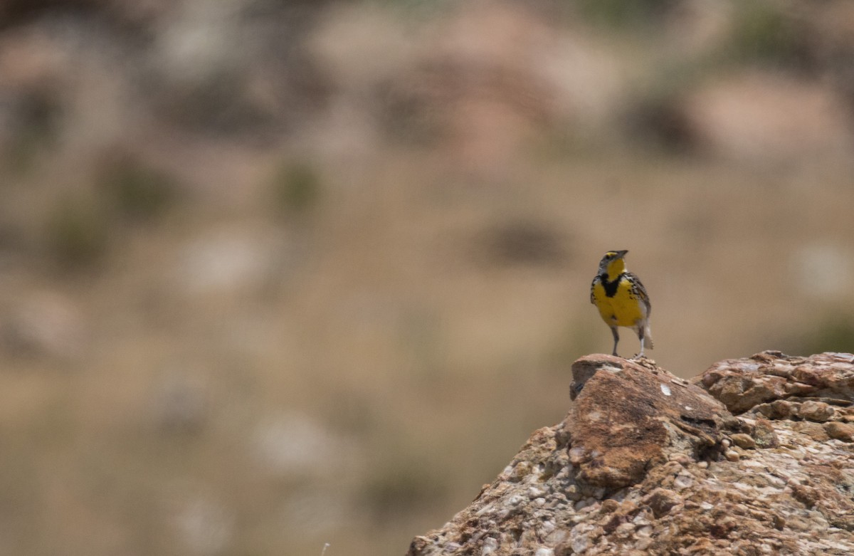 Western Meadowlark - ML645880098