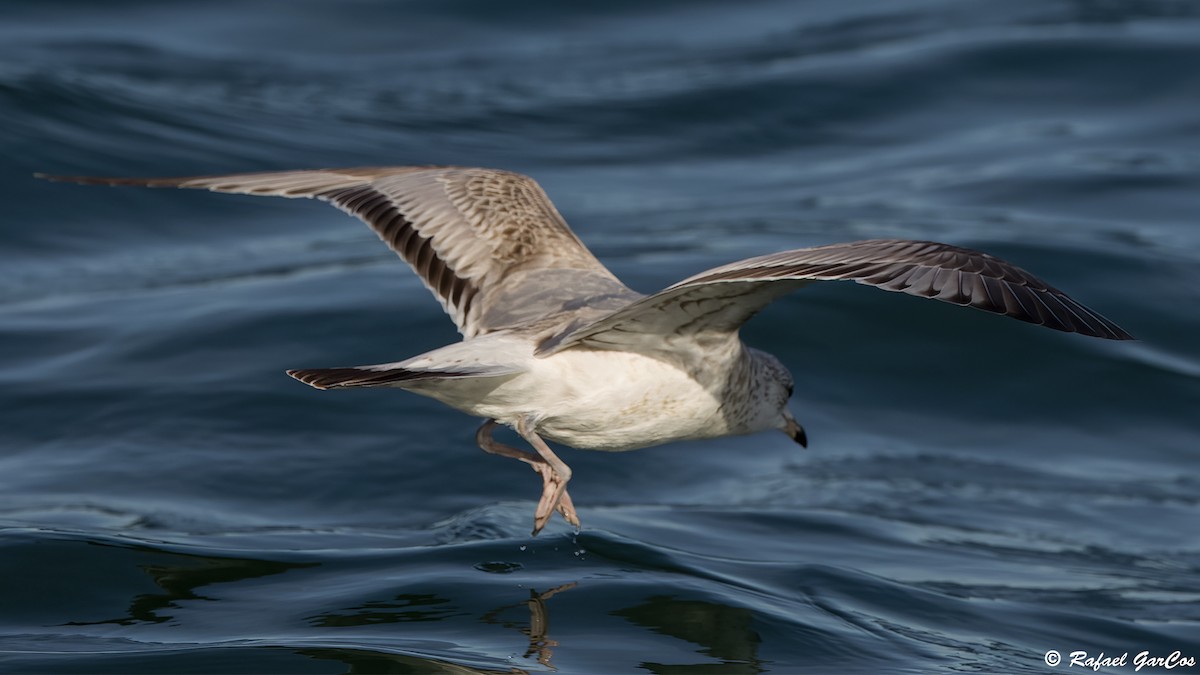 Common Gull - ML645880100