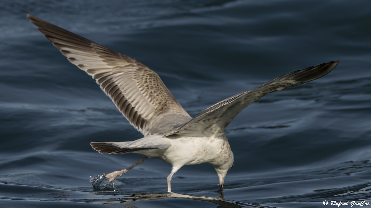 Common Gull - ML645880101