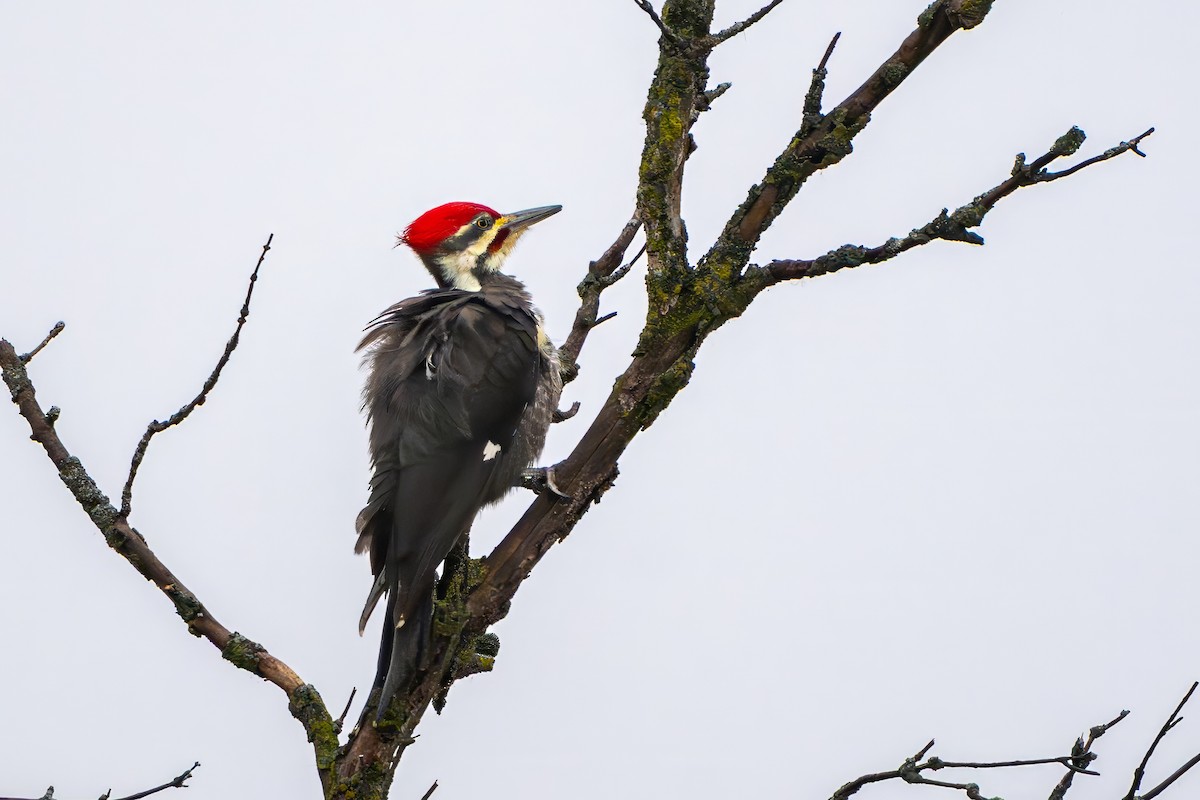 Pileated Woodpecker - ML645880102