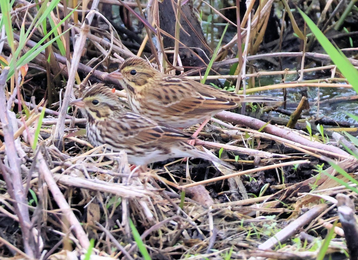 Savannah Sparrow - ML645880103