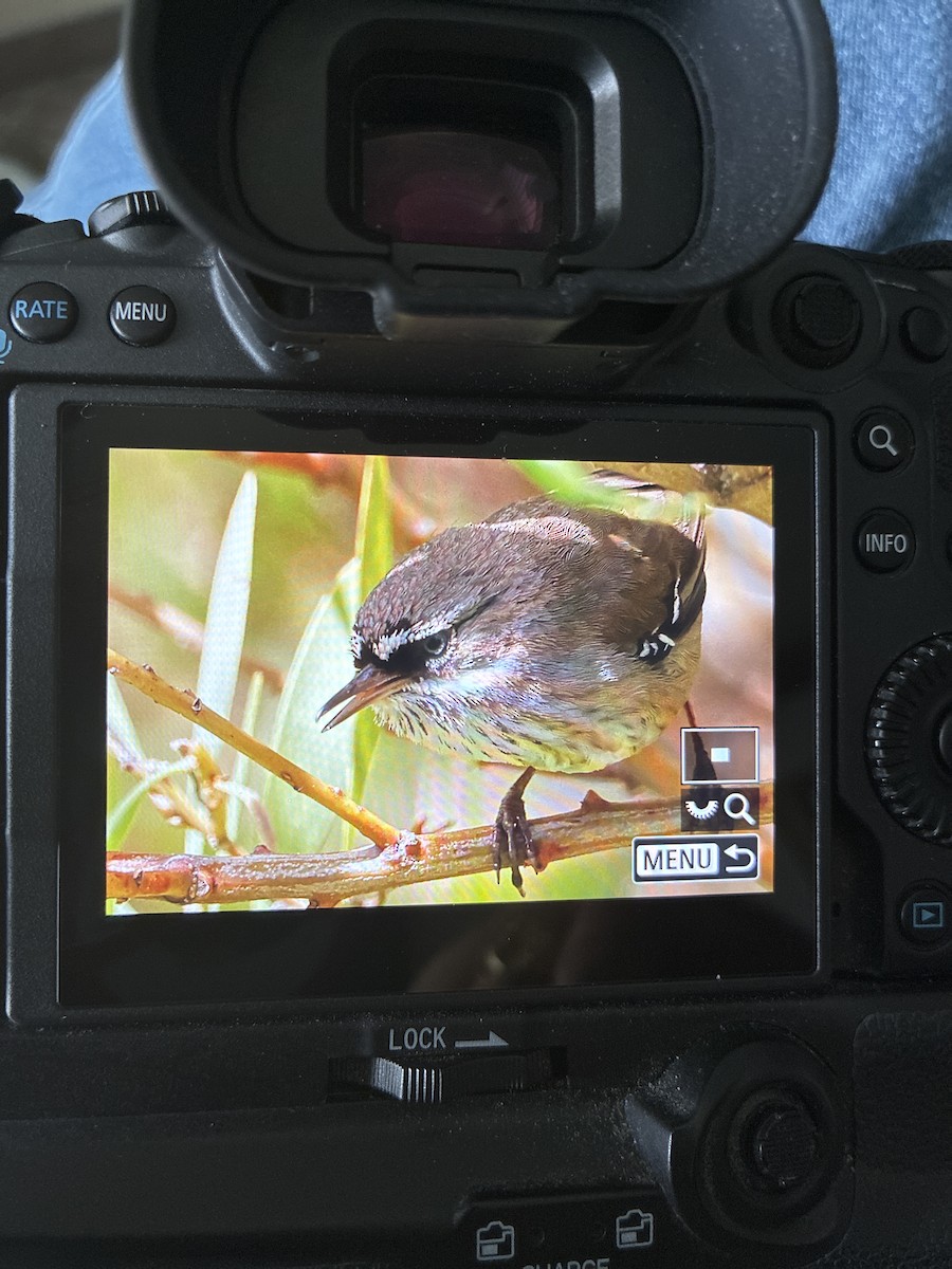 Spotted Scrubwren - ML645880104