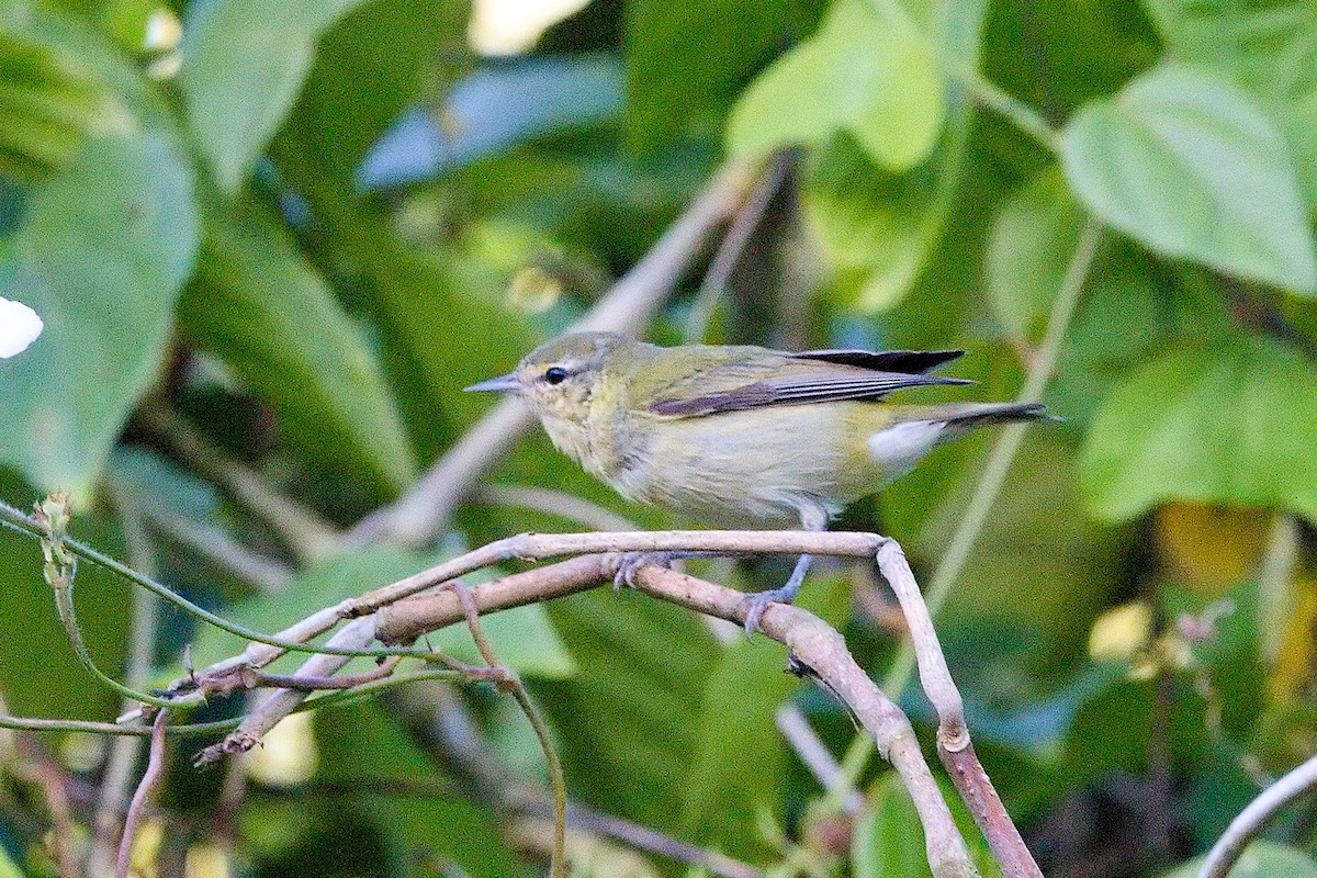 Tennessee Warbler - ML645880105