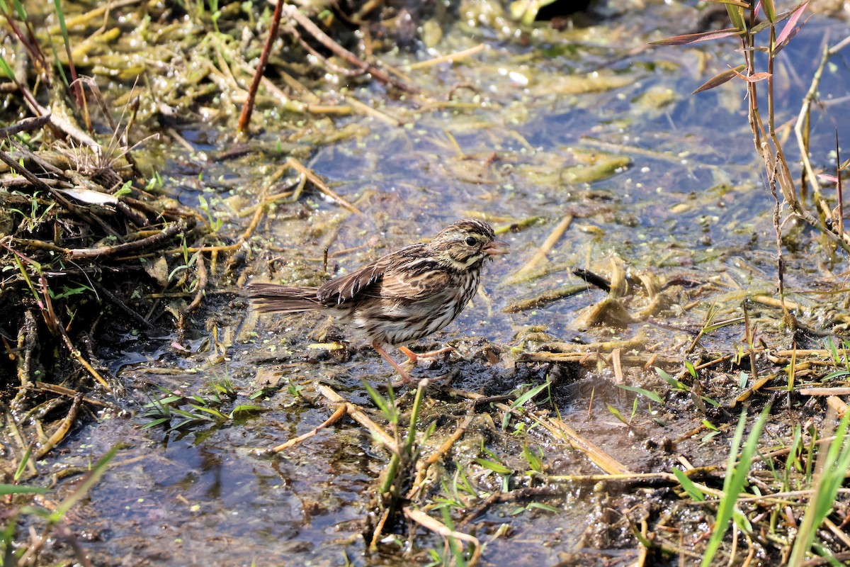 Savannah Sparrow - ML645880106