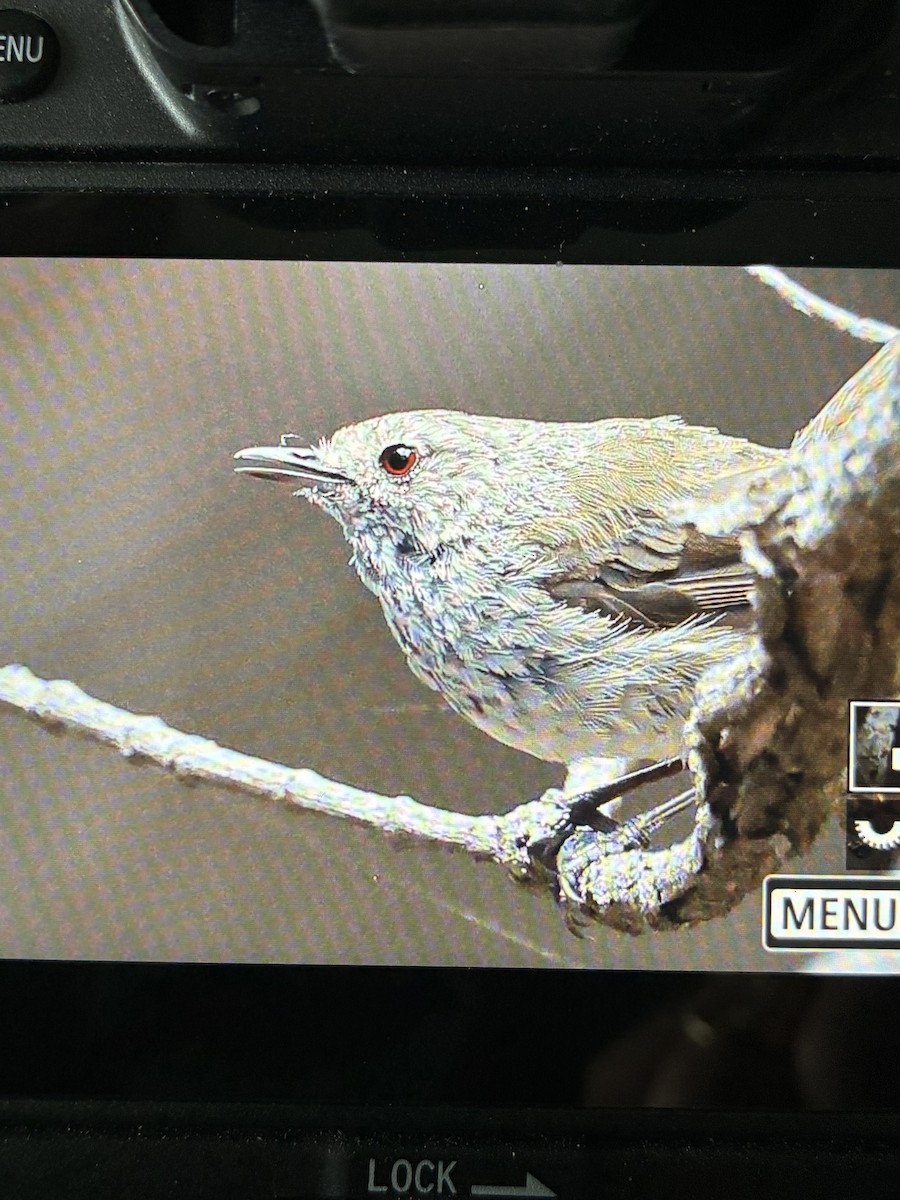 Brown Thornbill - ML645880107