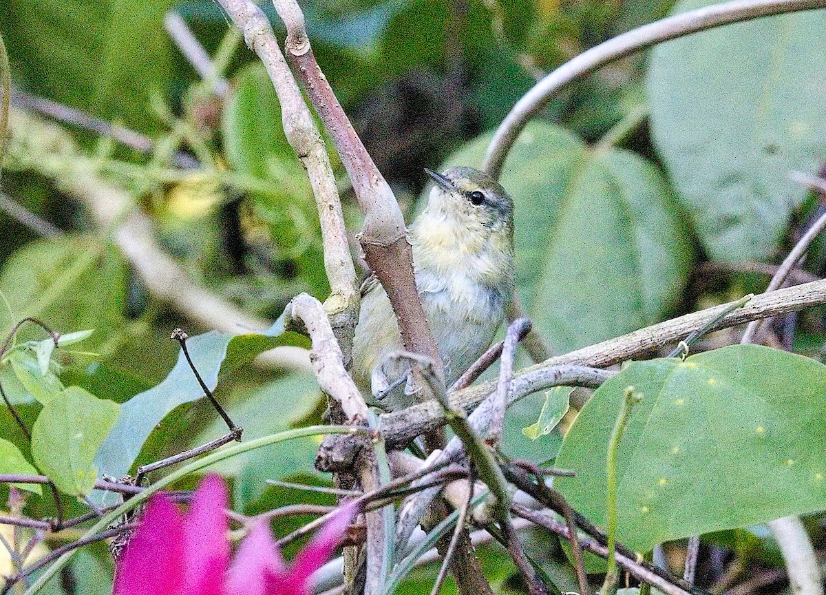 Tennessee Warbler - ML645880108