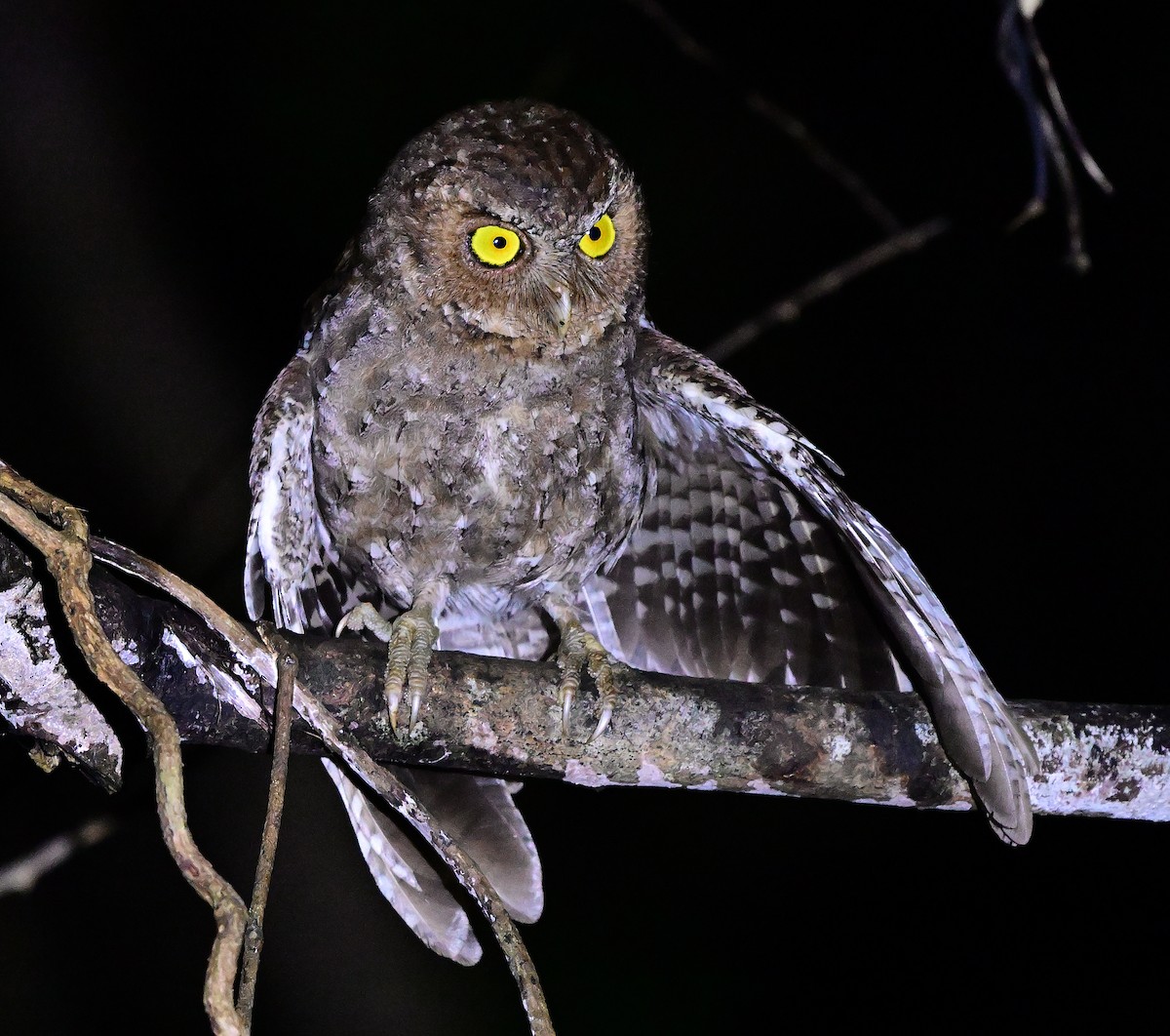 Andaman Scops-Owl - ML645880109