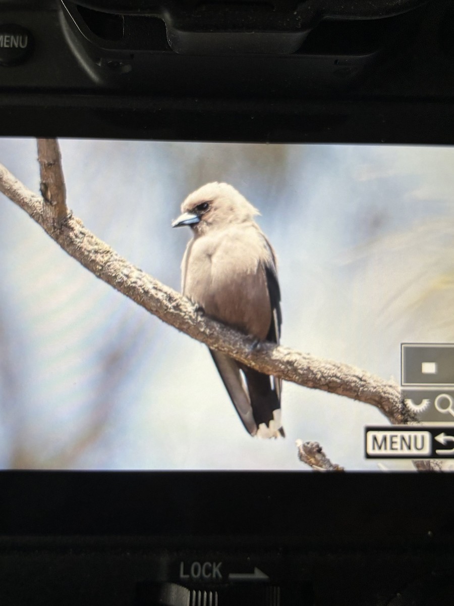 Dusky Woodswallow - ML645880110