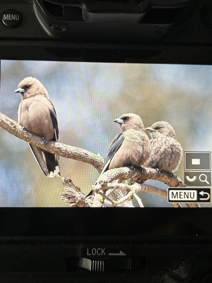 Dusky Woodswallow - ML645880111